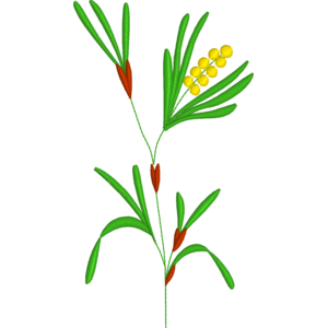 Simple Stem with Leaves and Flowers